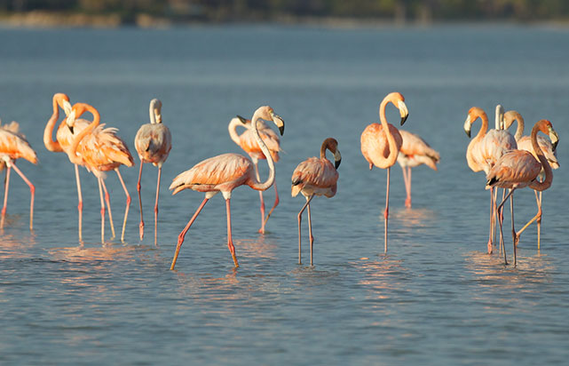 TOU0004-Flamingos-Graham